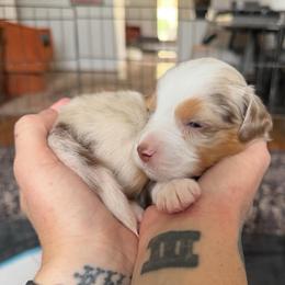 Mist - Red merle female Miniature American Shepherd puppy in Phoenix, Arizona from Outlaw Minis
