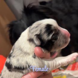 Sasha - Blue merle female Miniature Australian Shepherd puppy in Greenwood, Indiana from Above All Aussies
