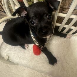 Royale - Black and white male Chihuahua puppy in Polo, Missouri from Blue Tails Farm