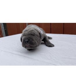 Cane Corso Puppies from Busch Kennels LLC