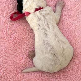 Flurry - Parti female Poodle puppy in Washington, Pennsylvania from Patriotic Poodles