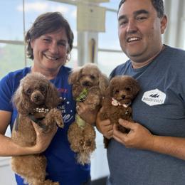 Poodle Puppies from KC Poodles of PA