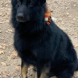 German Shepherds from Ashley Newgard's German Shepherds