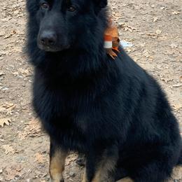 German Shepherds from Ashley Newgard's German Shepherds