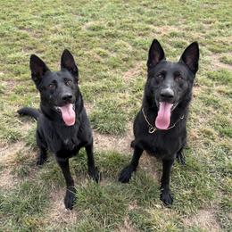 German Shepherd puppies from Fireside Fernweh WSS & Kriegerseele GSD