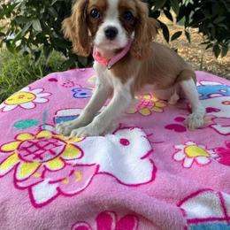Cavalier King Charles Spaniel Puppies from Purple Moon Cavaliers