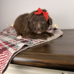 Dancer - Brown and white female Aussiedoodle puppy in Sweetwater, Florida from Sandy Snout Doodles