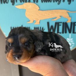 America - Dapple female Dachshund puppy in Tulsa, Oklahoma from K4 Doxies