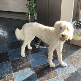 Double Doodle and Goldendoodle All Grown Up from Remi’s DoubleDoodles