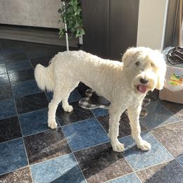 Double Doodle and Goldendoodle All Grown Up from Remi’s DoubleDoodles