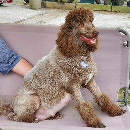 Poodles from Katherine's Poodles
