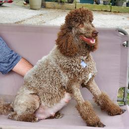 Poodles from Katherine's Poodles