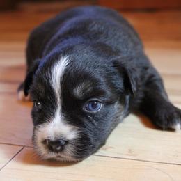 Kraken - Black tri-color female Australian Shepherd puppy in Sonoita, Arizona from Gardner Canyon Kennels