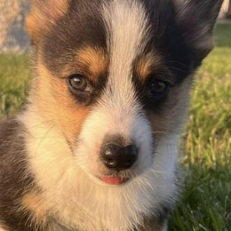 American Corgis and Pembroke Welsh Corgis from Chapman Corgis