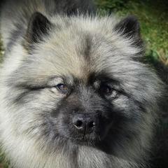 Kally - Keeshond