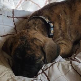 Great Dane Puppies from RCM Great Danes