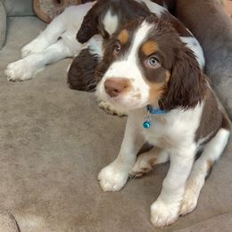 English Springer Spaniel Puppies from Desert Shadow Springers