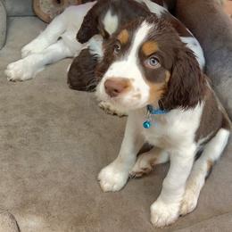 English Springer Spaniel Puppies from Desert Shadow Springers