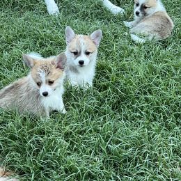 Companion Cross Puppies from Chilipoms