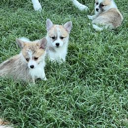 Companion Cross Puppies from Chilipoms