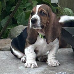 Baby lime green - Black brown and white male Basset Hound puppy in Meyersdale, Pennsylvania from Susan's Basset Hounds