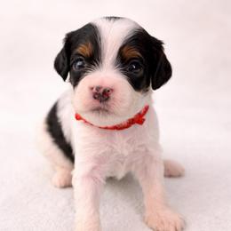 Ginger - Tri-color female Cavapoo puppy in Beech Island, South Carolina from New Moon Farm Canines