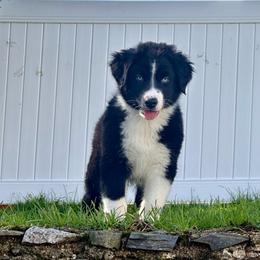 Hercules - Black & white male Australian Shepherd puppy in Quincy, Massachusetts from William's Aussies