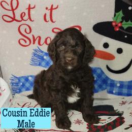 Cousin Eddy - Chocolate male Assorted Doodle Crosses puppy in Beecher, Illinois from Erica’s Doodles
