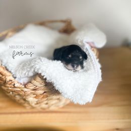 Fisher - Black & tan male Maltipoo puppy in Huntsville, Texas from Nelson Creek Farms
