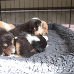 Collie Puppies from Arabella Collies