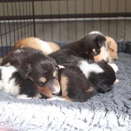 Collie Puppies from Arabella Collies