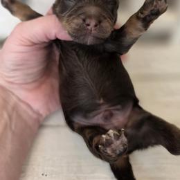 Hoppy - Phantom male Goldendoodle puppy in Decatur, Tennessee from Diamond's Doodles