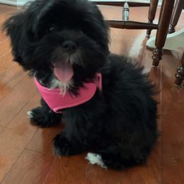 Shihpoo and Shih Tzu Puppies from Lilli’s Shih tzus and Shih poos