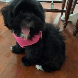 Shihpoo and Shih Tzu Puppies from Lilli’s Shih tzus and Shih poos