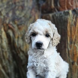 Cygnet - Parti female Poodle puppy in Springfield, Oregon from Valaurah Farms