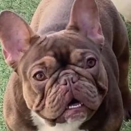 Remy - French Bulldog