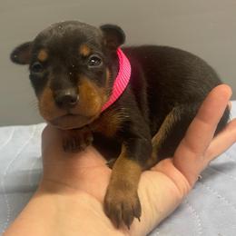 Petunia - Black and tan female Miniature Pinscher puppy in Lancaster, Missouri from White Stone Ranch