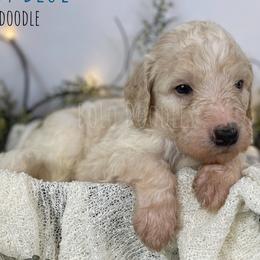 Little Boy Blue - Parti Assorted Doodle Crosses puppy in Clinton, Montana from BoLo Doodles
