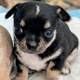 Jack Daniels - Black and tan male Chihuahua puppy in Monterey County, California from Dei’s Chihuahuas
