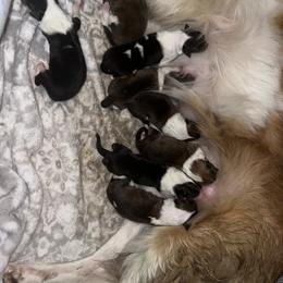 Collie Puppies from Jolly Collies