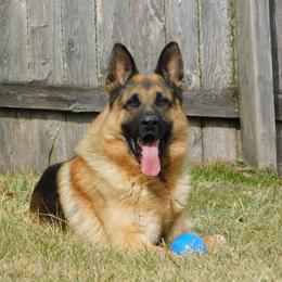 Kong - German Shepherd