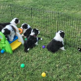 Bearded Collie Puppies from Lone Star Bearded Collies