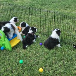 Bearded Collie Puppies from Lone Star Bearded Collies