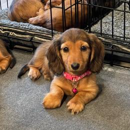 Pink - Red female Dachshund puppy in Federal Way, Washington from TopTeckel Kennels