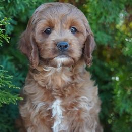 Fabio - Red and white male Cockapoo puppy in Shipshewana, Indiana from Home Raised Cockapoos