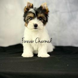 Marla - Black tan and white female Biewer Terrier puppy in Lathrop, California from Forever Charmed