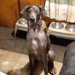 Violet - Great Dane