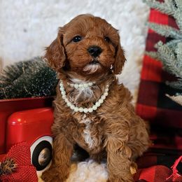Gingerbread - Red female Cavapoo puppy in Marshfield, Missouri from Puppyloversplace