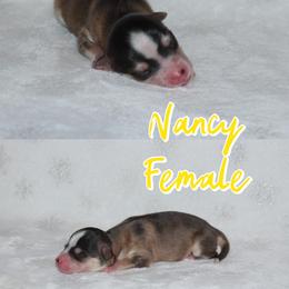 Nancy - Wolf sable female Pomsky puppy in Clarkston, Utah from Red Rock Ranch Breeders