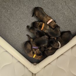 Boy 4 - male Belgian Malinois puppy in Chesterfield, Virginia from Love Belgian Malinois
